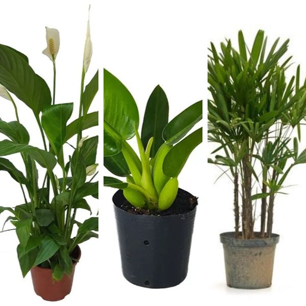 Plantas Indicadas para Purificacao do Ar em Ambientes Fechados