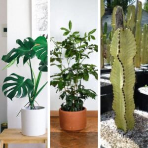 Plantas Tropicais Para Ambientes Internos